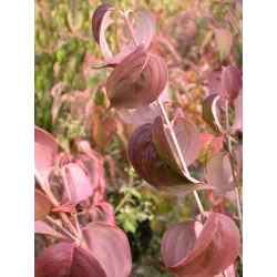 Japoninė sedula - Cornus kousa WIETINGS SELECT