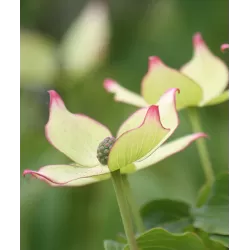 Japoninė sedula - Cornus kousa WIETINGS SELECT
