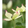 Japoninė sedula - Cornus kousa WIETINGS SELECT