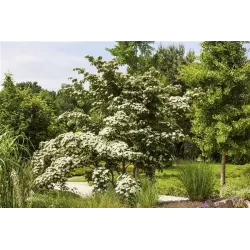 Japoninė sedula - Cornus kousa WIETINGS SELECT