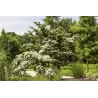 Japoninė sedula - Cornus kousa WIETINGS SELECT