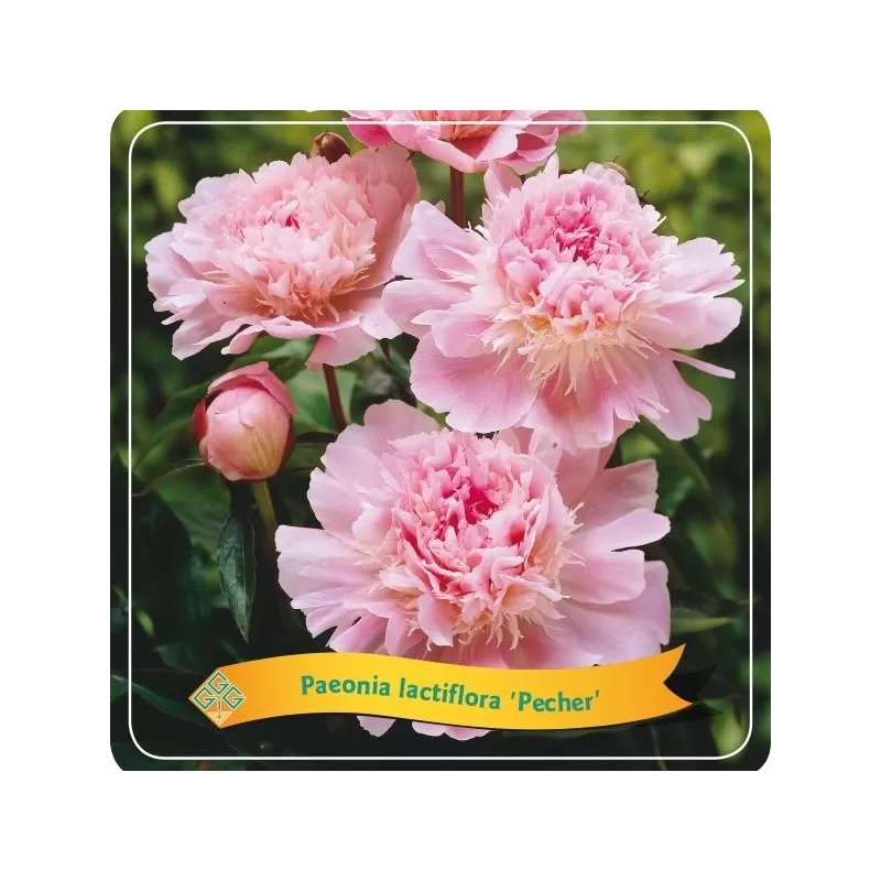 Bijūnas - Paeonia PECHER