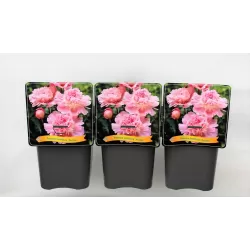 Bijūnas - Paeonia PECHER