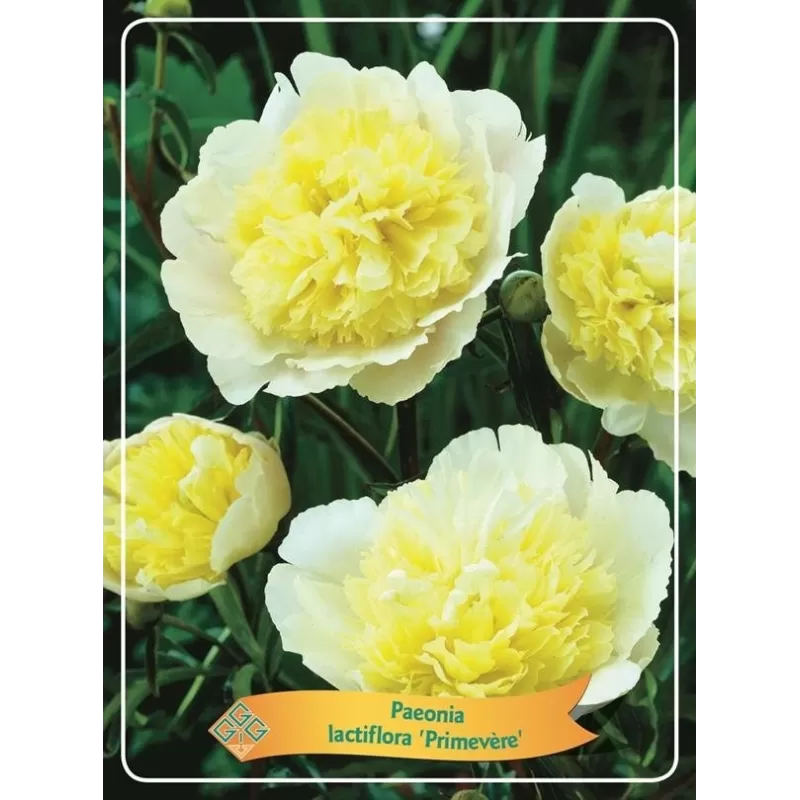 Bijūnas - Paeonia Primevere