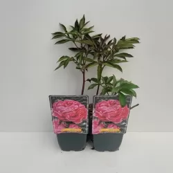 Bijūnas - Paeonia lactiflora ALEXANDER FLEMMING