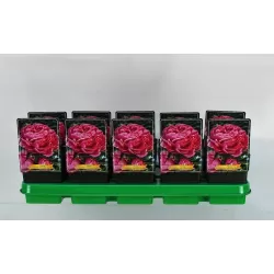 Bijūnas - Paeonia lactiflora ALEXANDER FLEMMING