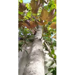 Platanalapis klevas - Acer pseudoplatanus ATROPURPUREUM