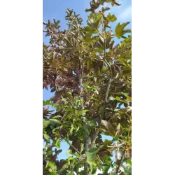 Platanalapis klevas - Acer pseudoplatanus ATROPURPUREUM