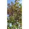 Platanalapis klevas - Acer pseudoplatanus ATROPURPUREUM