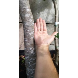 Platanalapis klevas - Acer pseudoplatanus ATROPURPUREUM