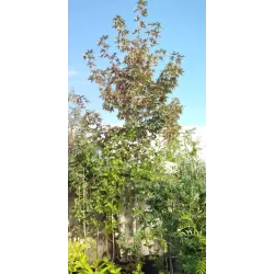 Platanalapis klevas - Acer pseudoplatanus ATROPURPUREUM