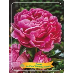 Paeonia ALEXANDER FLEMMING