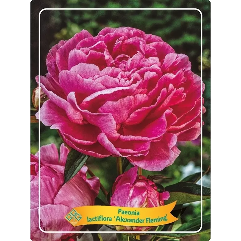 Bijūnas - Paeonia lactiflora ALEXANDER FLEMMING