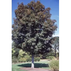 Platanalapis klevas - Acer pseudoplatanus ATROPURPUREUM