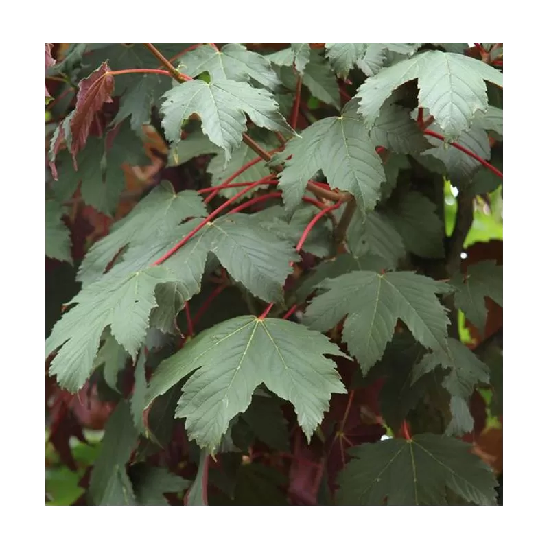Platanalapis klevas - Acer pseudoplatanus ATROPURPUREUM