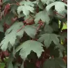 Platanalapis klevas - Acer pseudoplatanus ATROPURPUREUM