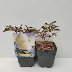 Bijūnas - Paeonia lactiflora CHARLES WHITE 2026 M