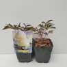 Bijūnas - Paeonia lactiflora CHARLES WHITE 2026 M