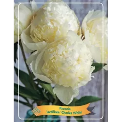 Paeonia CHARLES WHITE
