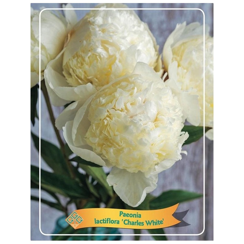 Paeonia  CHARLES WHITE