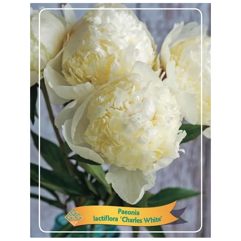 Paeonia CHARLES WHITE