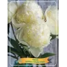 Bijūnas - Paeonia lactiflora CHARLES WHITE 2026 M
