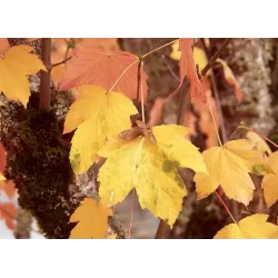 Platanalapis klevas - Acer pseudoplatanus ATROPURPUREUM