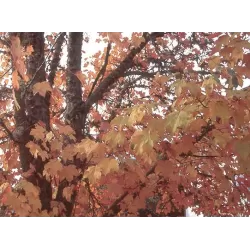 Platanalapis klevas - Acer pseudoplatanus ATROPURPUREUM