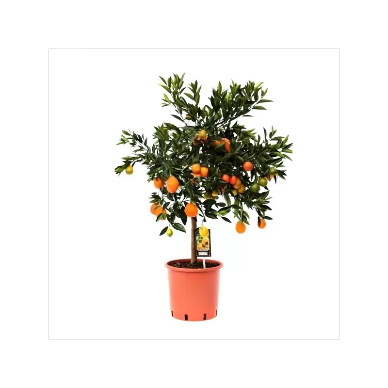 Citrusas kinkano ir mandarino Clementine hibridas - Citrus reticulata x fortunella margarita KUCLE