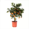 Citrusas kinkano ir mandarino Clementine hibridas - Citrus reticulata x fortunella margarita KUCLE