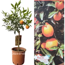 Citrusas kinkano ir mandarino Clementine hibridas - Citrus reticulata x fortunella margarita KUCLE