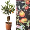 Citrusas kinkano ir mandarino Clementine hibridas - Citrus reticulata x fortunella margarita KUCLE