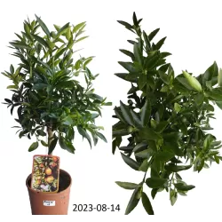 Citrusas kinkano ir mandarino Clementine hibridas - Citrus reticulata x fortunella margarita KUCLE