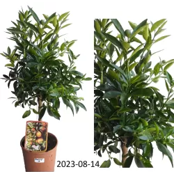 Citrusas kinkano ir mandarino Clementine hibridas - Citrus reticulata x fortunella margarita KUCLE