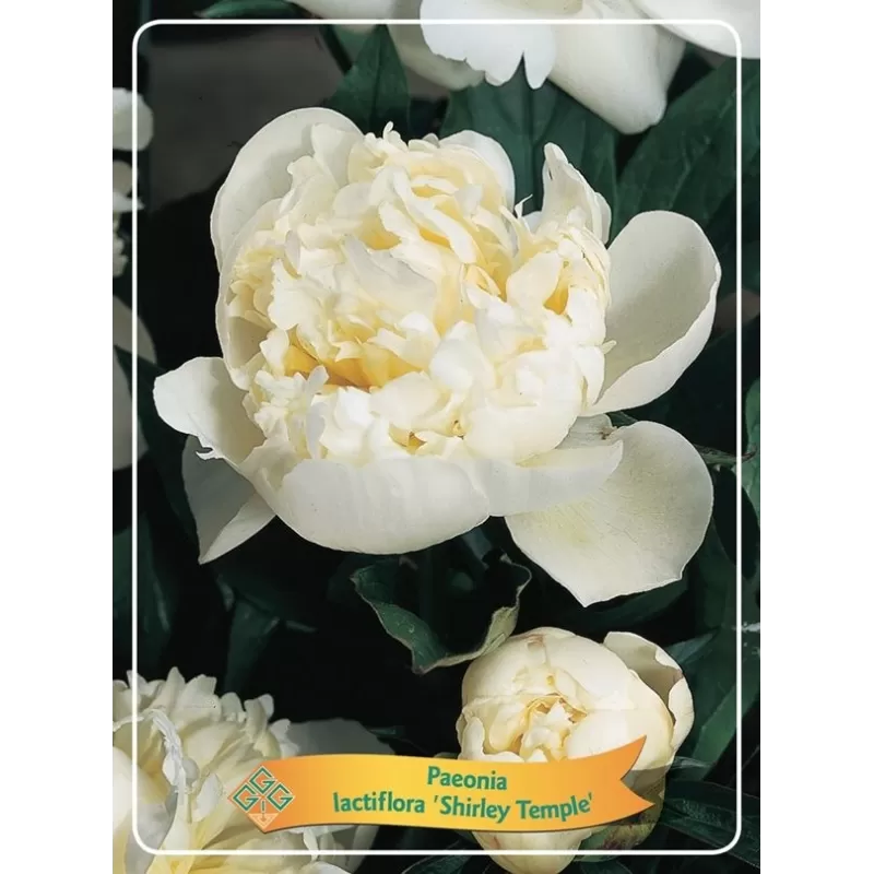 Paeonia SHIRLEY TEMPLE