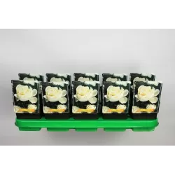 Paeonia SHIRLEY TEMPLE