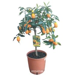 Citrusas kinkanas - Citrus fortunella margarita KUMQUAT