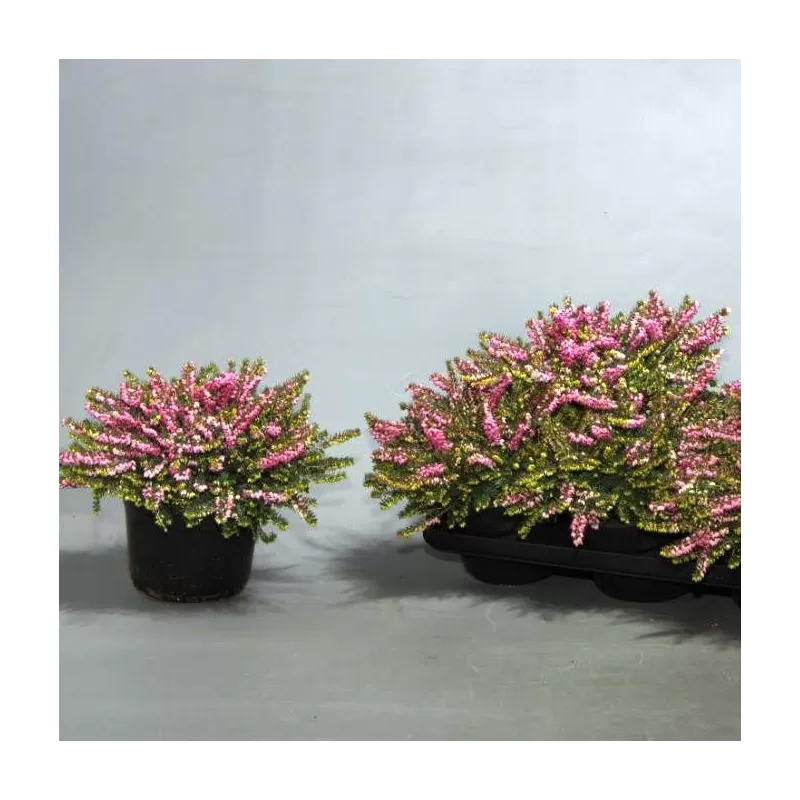 Paprastasis viržis - Calluna vulgaris  Mėgsta gerai nudrenuotą rūgščią dirvą, saulėtą vietą.