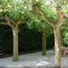 London plane tree - Platanus x acerifolia (hispanica)