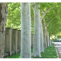 London plane tree - Platanus x acerifolia (hispanica)