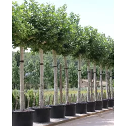 London plane tree - Platanus x acerifolia (hispanica)