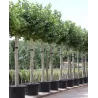 London plane tree - Platanus x acerifolia (hispanica)