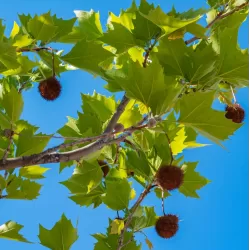 London plane tree - Platanus x acerifolia (hispanica)