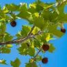 London plane tree - Platanus x acerifolia (hispanica)