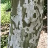 London plane tree - Platanus x acerifolia (hispanica)