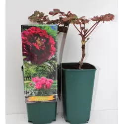 Bijūnas krūminis - Paeonia suffruticosa WU JIN YAO HUI