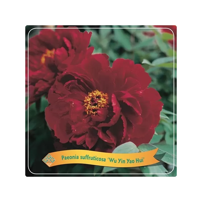 Bijūnas krūminis - Paeonia suffruticosa WU JIN YAO HUI