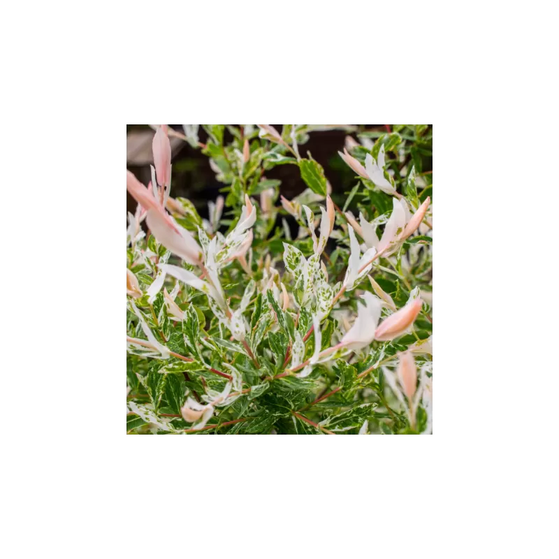 Garden plants/Trees/Flowers/ web-shop