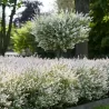 Tikrasis karklas - Salix integra HAKURO NISHIKI