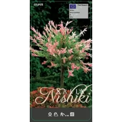 Garden plants/Trees/Flowers/ web-shop